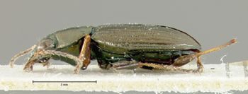 Media type: image;   Entomology 34747 Aspect: habitus lateral view